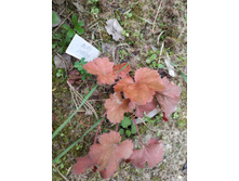 ���� ����