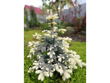 ��� pungens Bialobok C5 60-80��==23,2 ��-.jpg-.jpg