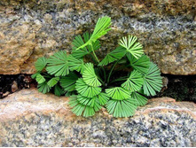 ������������� ( Actiniopteris australis)