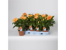 �������� �������� Jazz- 400 - 450 ���.