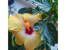 �������� ����� ( Hibiscus 'Sunny Wind )- 350 ���.