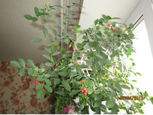 ������ ������