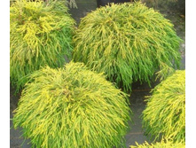 ����������� ������������� (Chamaecyparis pisifera Sungold).jpg