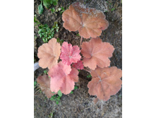 ������ �������