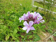 ����� ������