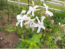 ������� ������