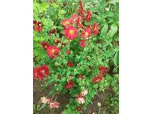 ���������� ��������� ������������� �� 80 ���.