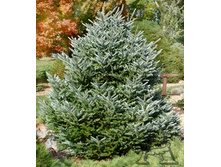 ����� ��������� Silberlocke Seedling �2--1250=.jpg