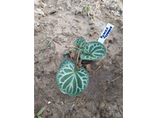 ������ �������