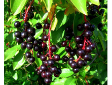 �������� ������ ����������