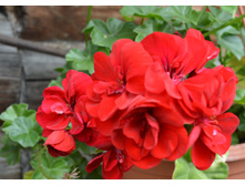 ������������(���������)