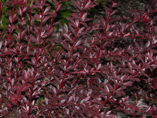 Berberis thunbergii Red Chief C2 20-30-5,20 ���� ��� 5��.jpg