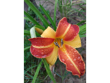 ����� ����