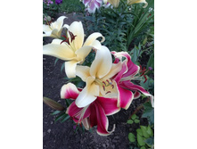 IMG 20190801 183516.jpg