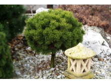 ����� Pinus mugo Mops (Pa) C5 Pa30-35 ø 25-35.jpg