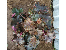 ���������� �������