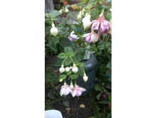 IMG 20190821 154309[1].jpg