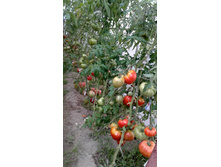 ������� - ������ �������