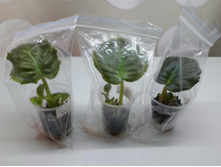 �����Σ���� �������� ������� � �������