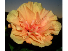 �������� �������� Jazz-