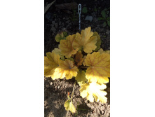 IMG 20190812 150036[1].jpg