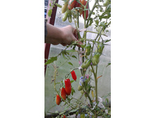 �������������, �����, �����