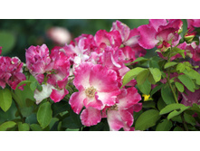 ����� (Liola)