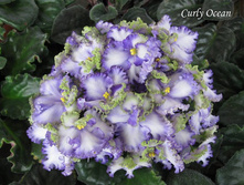 �������� ( ������ ) ���� ����� ( Curly Ocean ) - 300 ���.