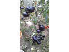 ������ �������