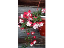 IMG 20190717 202823.jpg