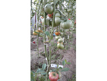 �������� �������