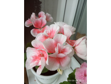 ����� ����