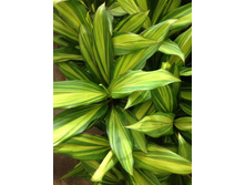 ��������� ���� - 400 ���.