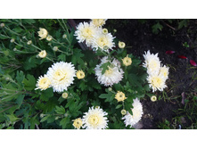 ���������� ��������� �� ���� 25-16 � ������ ��������