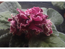 ��-���������� ����.jpg