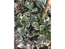 ����� ���������� ����������� - 800 ���.