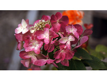 ��������� ������� ���