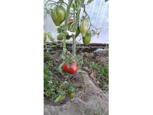 ��������� �����������