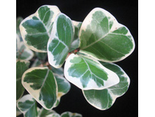 ����� ���������� �����������