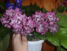 ��-������ ��.jpg