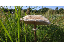 ����� �������