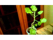 ���������� Torento(��������)