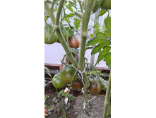 ����������� ��������