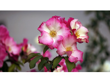 ����� (Liola)