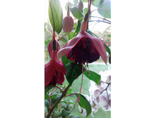 ������ Roket Fair