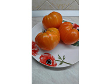 �������� ��������� ��������