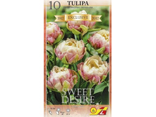 37320, 10 Tulipa Sweet Desire-1��, 370���.jpg