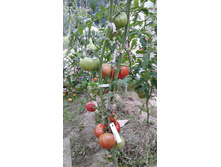 �� ����� �������������