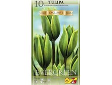 34820, 10 Tulipa Evergreen-3��, 320���.jpg
