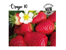 �������� �����10 ���-����� 96��� (�������� 1��).jpg